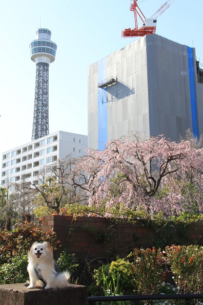 しだれ桜(山下公園2024年3月31日)