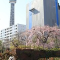 写真: しだれ桜(山下公園2024年3月31日)