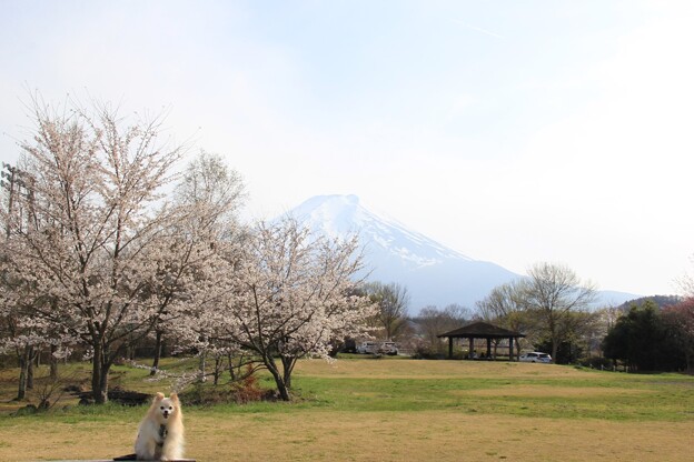 写真: 満開の桜と富士山