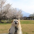 写真: 満開の桜と富士山