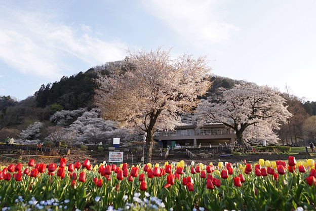 写真: 城山公園の桜とチューリップ