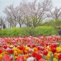 写真: 春の花たちの共演_6991