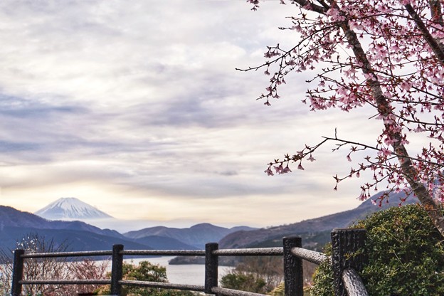 写真: 富士と桜と芦ノ湖と…_6983