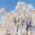 写真: 花の都公園＠枝垂れ桜_7216