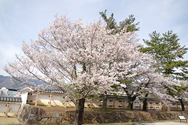 IMG_2007舞鶴城公園桜