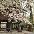 写真: IMG_2025乾徳山恵林寺桜