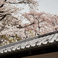 写真: IMG_2027乾徳山恵林寺桜