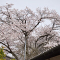 写真: IMG_2028乾徳山恵林寺桜