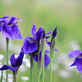 写真: 紫の菖蒲