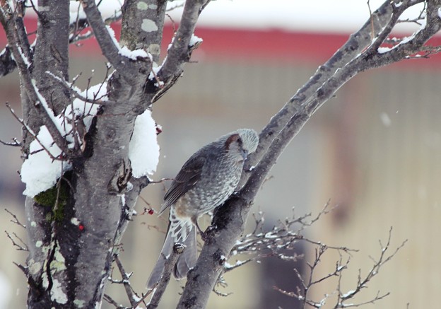 写真: 冬のヒヨドリ