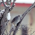 Photos: 冬のヒヨドリ