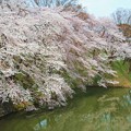 Photos: 霞城公園の桜
