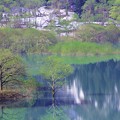 Photos: 新緑の水没林N1