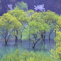 Photos: 新緑の水没林N2