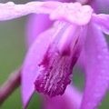写真: 紫蘭