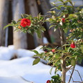 Photos: 雪中の山茶花