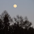 写真: 夕刻の月