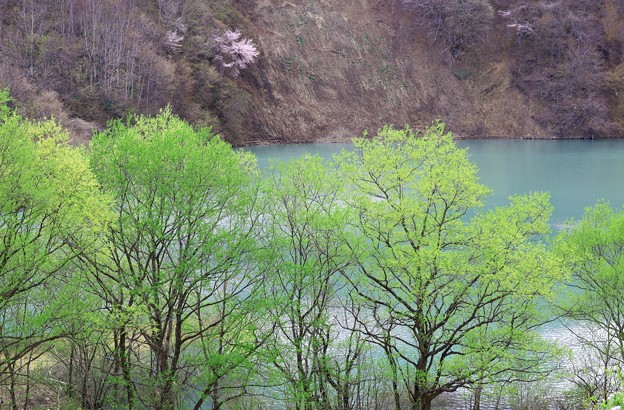 新緑のダム湖