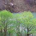 Photos: 新緑のダム湖