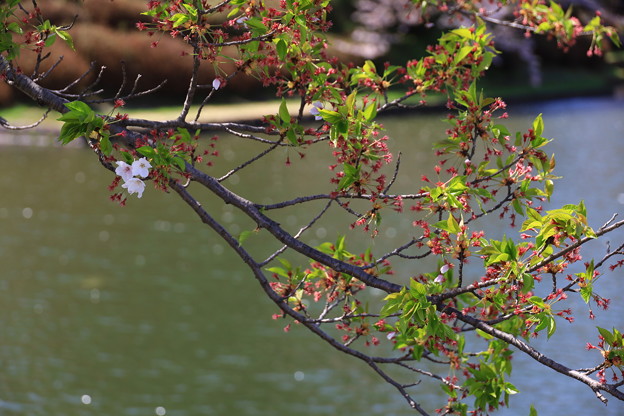 数輪の桜