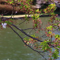 Photos: 数輪の桜