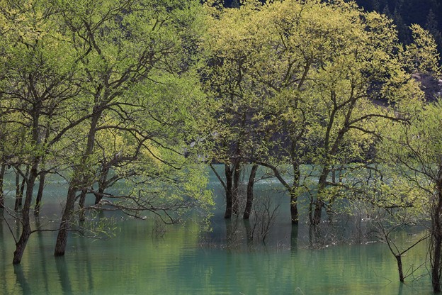 ダム湖の水没林