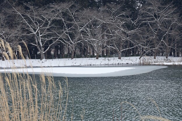寒中の池