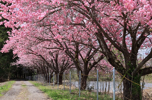 写真: 八重桜並木