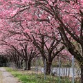 写真: 八重桜並木