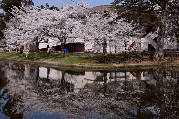 写真: 上杉公園児童会館前の桜