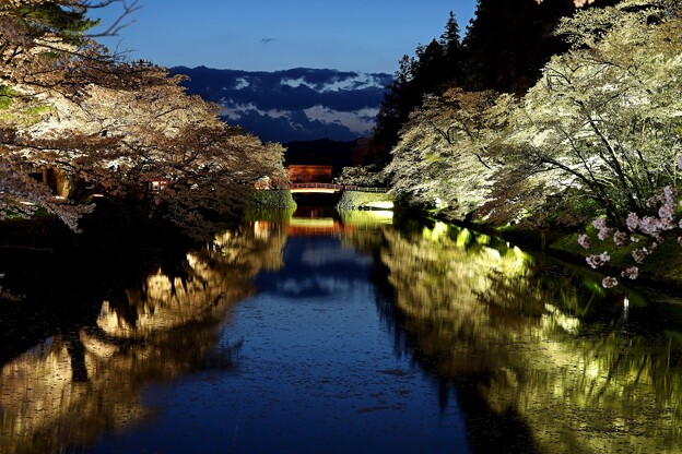写真: 上杉公園桜ライトアップN1