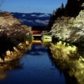 写真: 上杉公園桜ライトアップN1