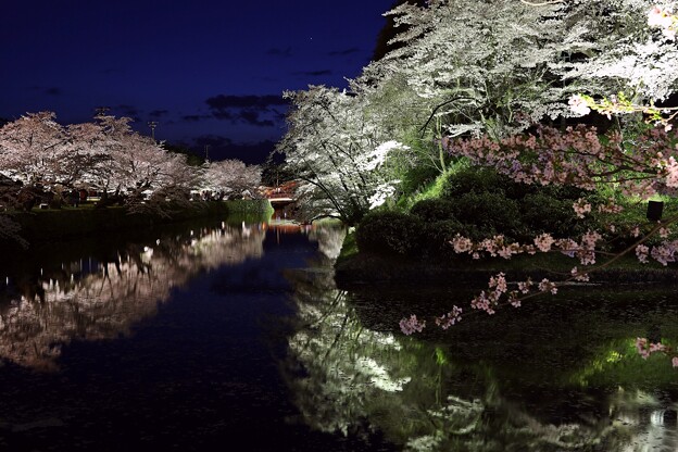 上杉公園桜ライトアップN2