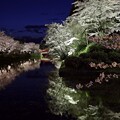 写真: 上杉公園桜ライトアップN2