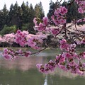 写真: 池の八重桜