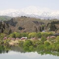 写真: 春のダム湖(水没林）