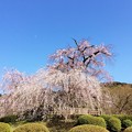 写真: 祇園枝垂桜　円山公園