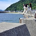 Photos: 佐柳島の飛び猫