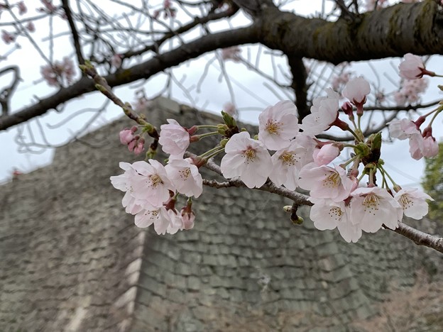 写真: 石垣と桜　丸亀城