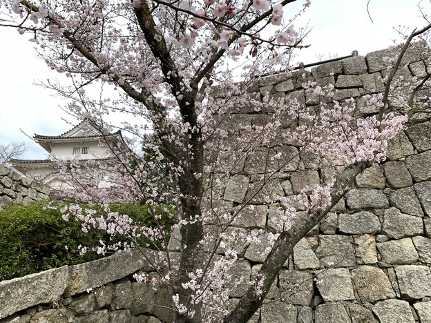 写真: 丸亀城の春