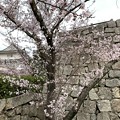 Photos: 丸亀城の春