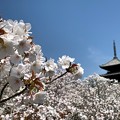 Photos: 早くも満開！仁和寺御室桜