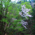 芦生の京大研究林下谷にある大桂から咲く山桜