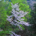 写真: 芦生の京大研究林下谷にある大桂から咲く山桜