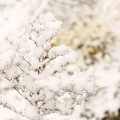 写真: 枯れ枝に雪の花