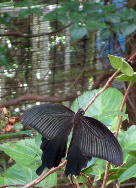 写真: 羽化したばかりで翅を乾かしているクロアゲハ