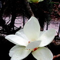 冷たい雨の中咲く白木蓮(自宅の花）