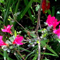 写真: 早や！！ミヤマキリシマの開花(自宅の花