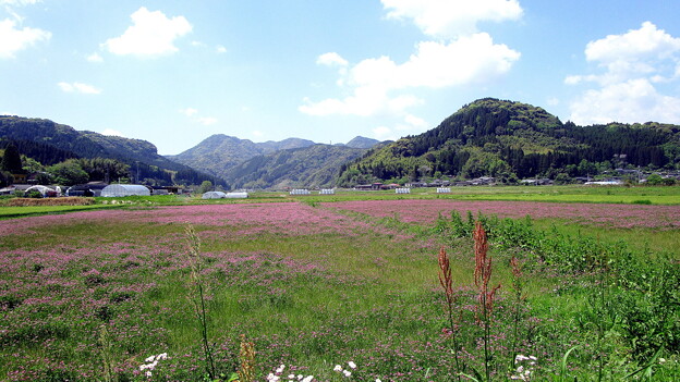 写真: 春うらら薩摩の里山にﾚﾝｹﾞバナそよ風に揺れる