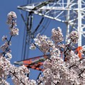 写真: 鉄塔と桜
